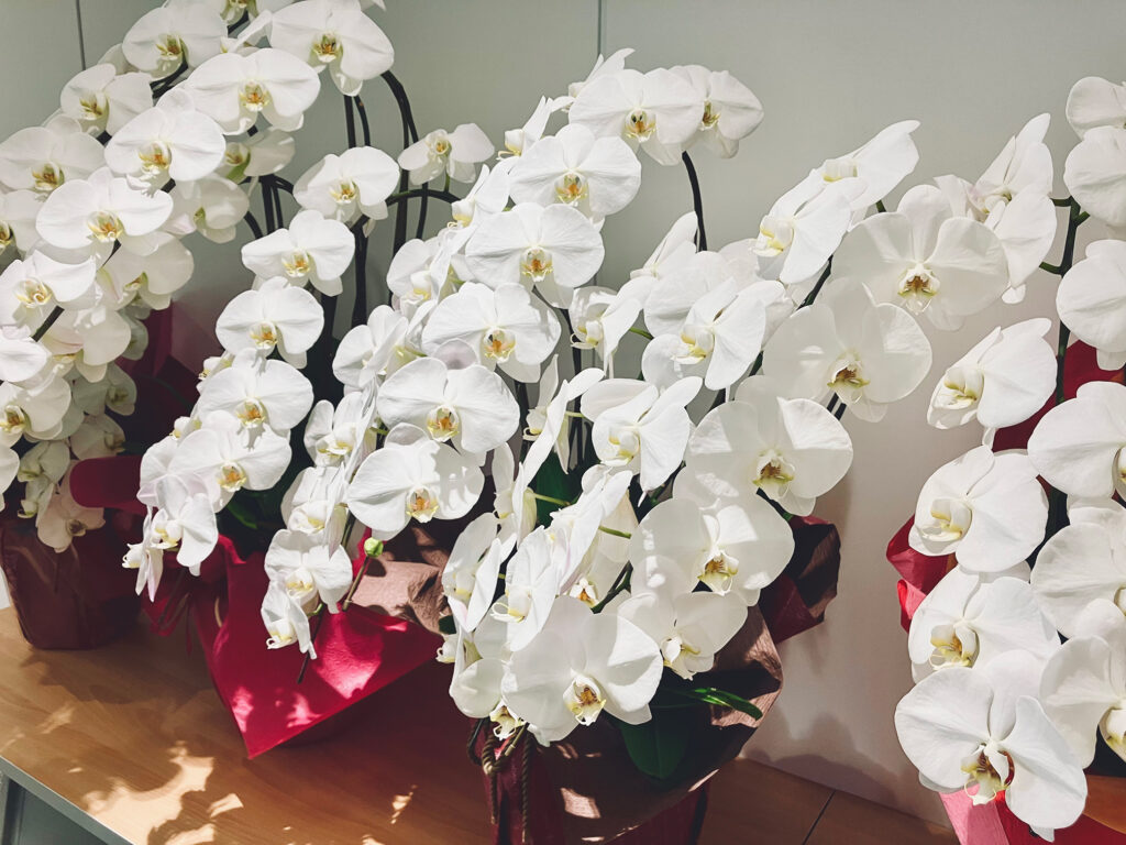 一口知識「お見舞いの花」