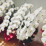 一口知識「お見舞いの花」